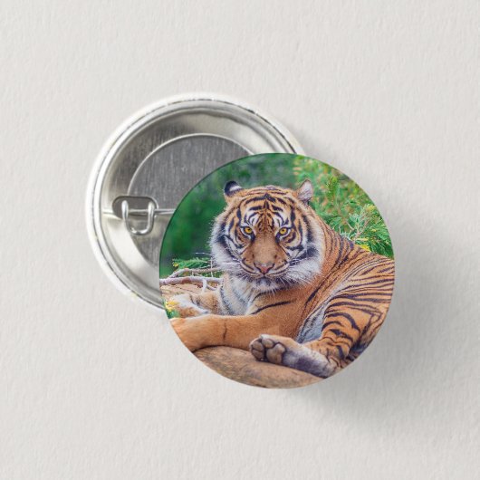 横素晴らし倒し虎の写真 缶バッジ (正面&裏面)