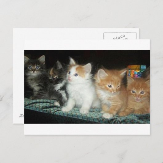 横葉書きの子猫たち ポストカード (正面/裏面)
