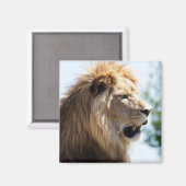 横顔から見たライオンのポートレート マグネット (正面/裏面)