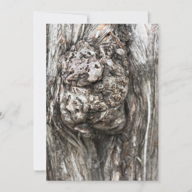 樹幹の結び目 (正面)