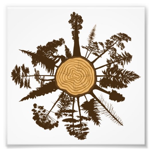 樹幹断面成長リングや輪松木 フォトプリント (正面)