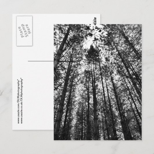 樹木の収束 ポストカード (正面/裏面)
