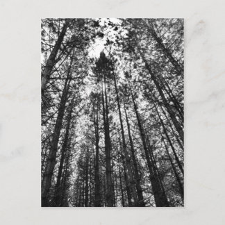 樹木の収束 ポストカード