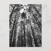 樹木の収束 ポストカード (正面)
