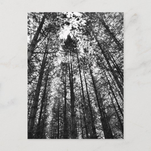 樹木の収束 ポストカード (正面)