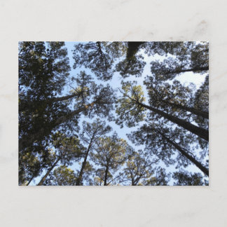 樹木の遠近法はがき ポストカード