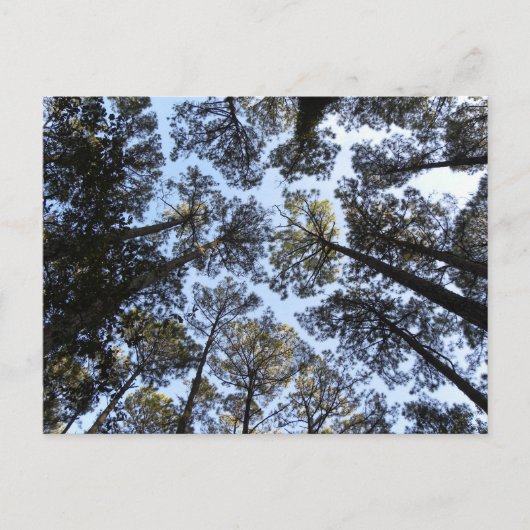 樹木の遠近法はがき ポストカード (正面)