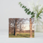 樹木の風景 ポストカード (スタンド正面)