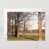 樹木の風景 ポストカード (正面/裏面)