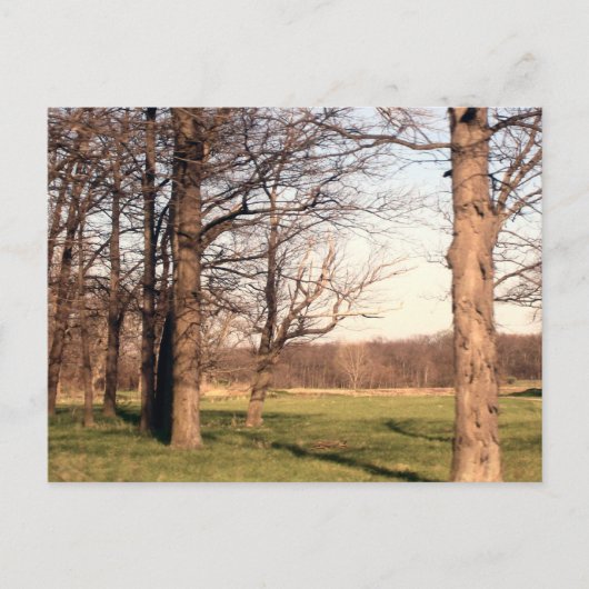 樹木の風景 ポストカード (正面)