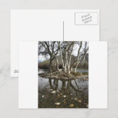 樹木反射 ポストカード (正面/裏面)