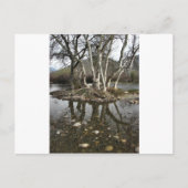 樹木反射 ポストカード (正面)