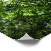 樹木古樹/ラララシャン国立森林保護区 ポスター (角)