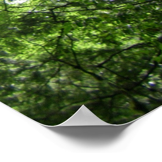 樹木古樹/ラララシャン国立森林保護区 ポスター (角)