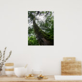 樹木古樹/ラララシャン国立森林保護区 ポスター (キッチン)