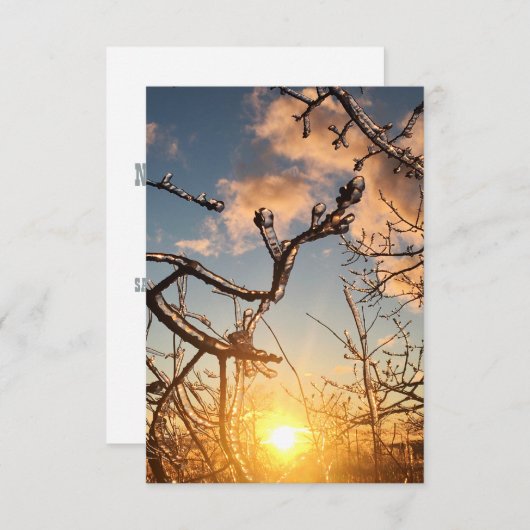 樹木肢氷柱 招待状 (正面/裏面)