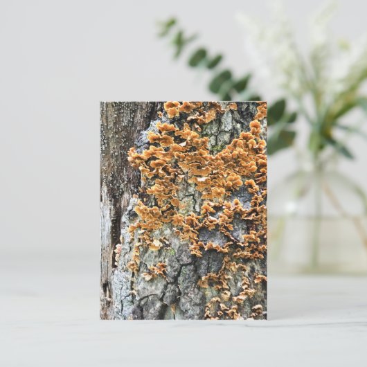 樹木菌類 ポストカード (スタンド正面)