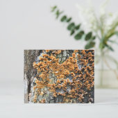 樹木菌類 ポストカード (スタンド正面)