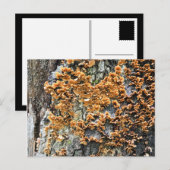 樹木菌類 ポストカード (正面/裏面)