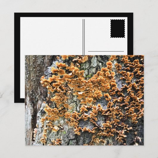 樹木菌類 ポストカード (正面/裏面)