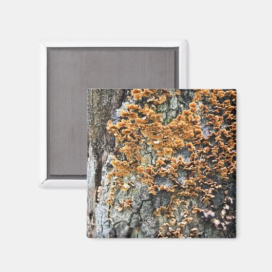 樹木菌類 マグネット (正面/裏面)