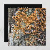 樹木菌類 招待状 (正面/裏面)