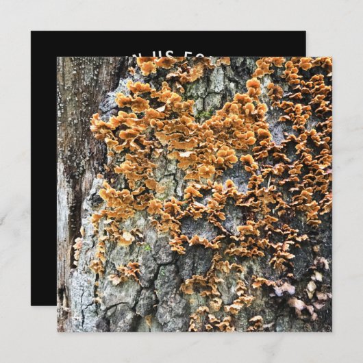 樹木菌類 招待状 (正面/裏面)