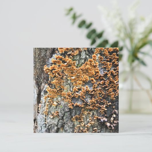 樹木菌類 招待状 (スタンド正面)