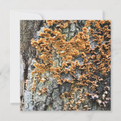 樹木菌類 招待状 (正面)