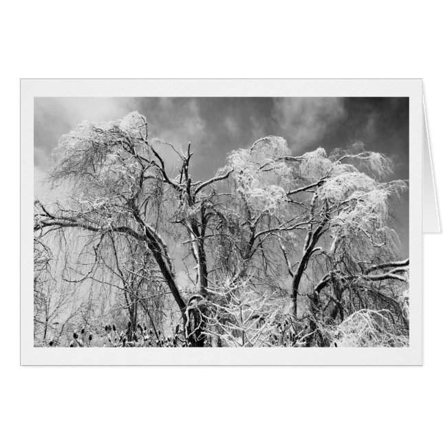 樹木衣服冬 (正面横)