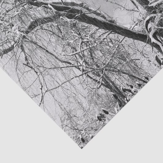 樹木衣服冬 薄葉紙 (詳細)