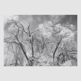 樹木衣服冬 薄葉紙