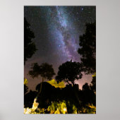 樹木風景 ポスター (正面)