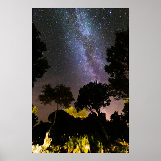 樹木風景 ポスター (正面)