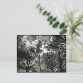 樹木 |はがき ポストカード (スタンド正面)