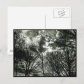 樹木 |はがき ポストカード (正面/裏面)