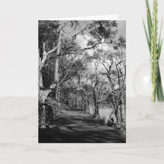 樹木 カード (正面)