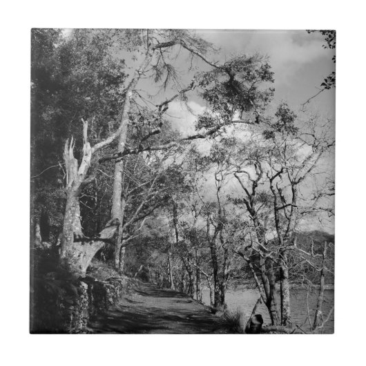 樹木 タイル (正面)