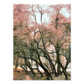 樹木 フォトプリント            (正面)