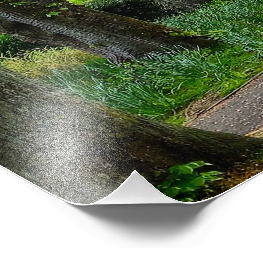 樹木 フォトプリント            (角)