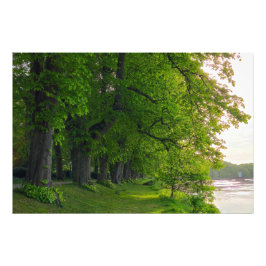 樹木 フォトプリント           