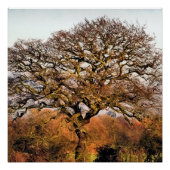 樹木 ポスター (正面)