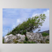 樹木 ポスター (正面)