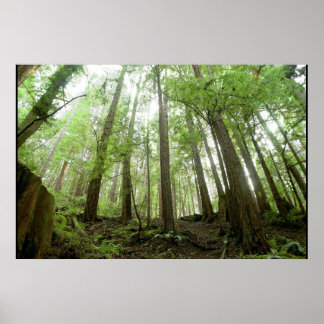 樹木 ポスター