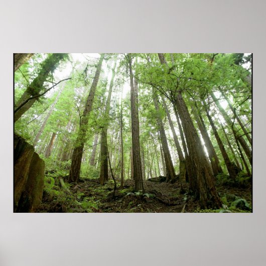 樹木 ポスター (正面)