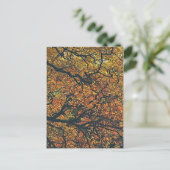 樹木 ポストカード (スタンド正面)