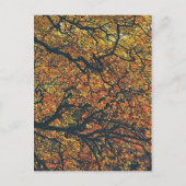 樹木 ポストカード (正面)