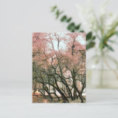 樹木 ポストカード (スタンド正面)