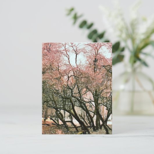 樹木 ポストカード (スタンド正面)