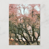 樹木 ポストカード (正面)